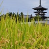 秋の奈良西ノ京・東塔(国宝)