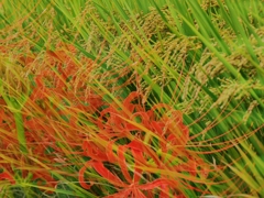 秋ですね・・。3
