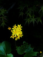 ツワブキ