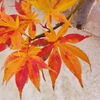 初冬の紅葉 2