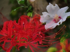 旬の花たち・・。