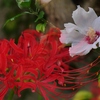 旬の花たち・・。