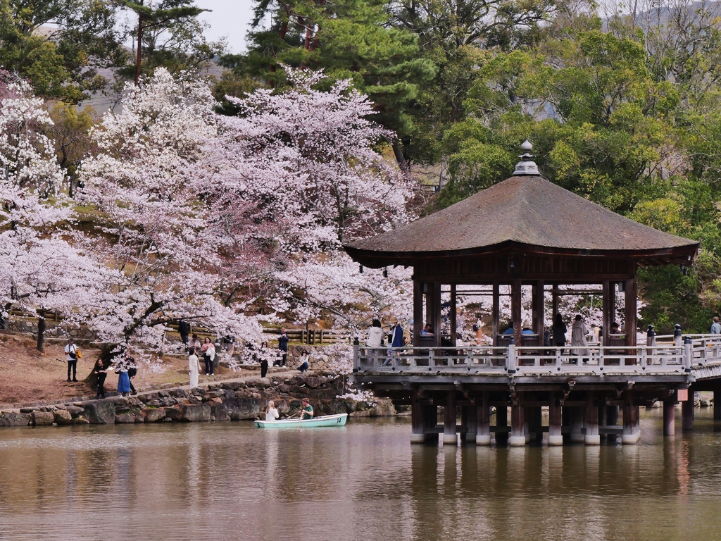 奈良公園・浮見堂の桜 2
