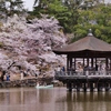 奈良公園・浮見堂の桜 2