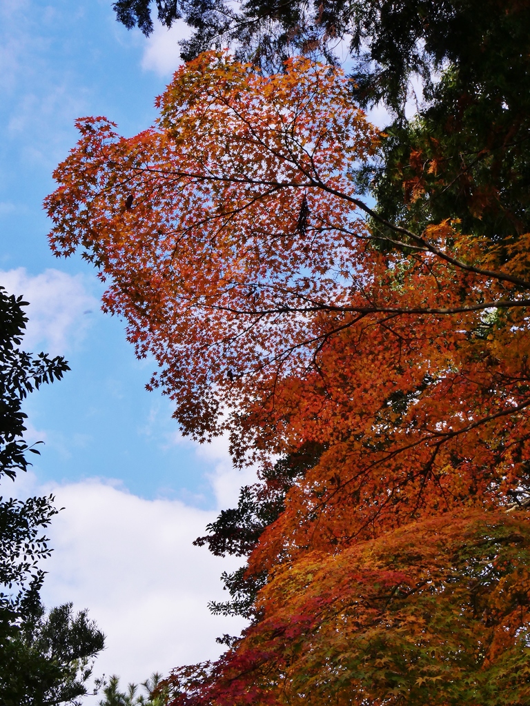 奈良秋篠寺。参道の紅葉 2