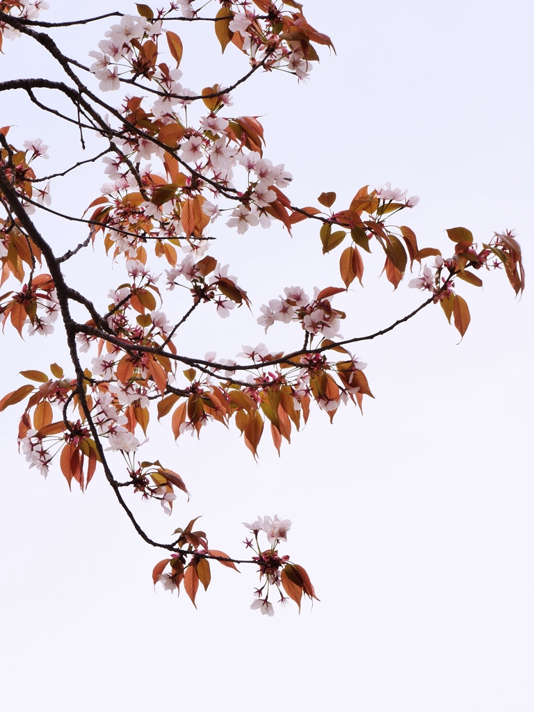 赤い葉も美しい山桜・・。