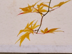 黄紅葉 2