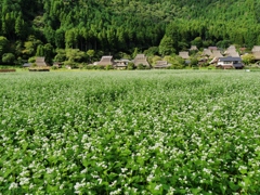 美山かやぶきの里1