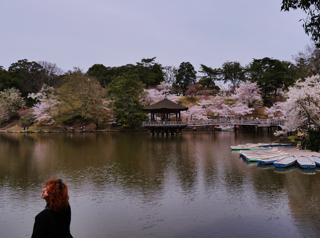 奈良公園・浮見堂の桜 4