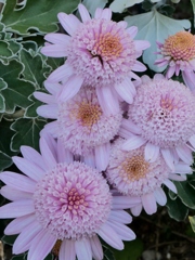 寒さに耐えて咲く花1