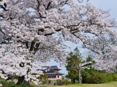 平城京の春 1