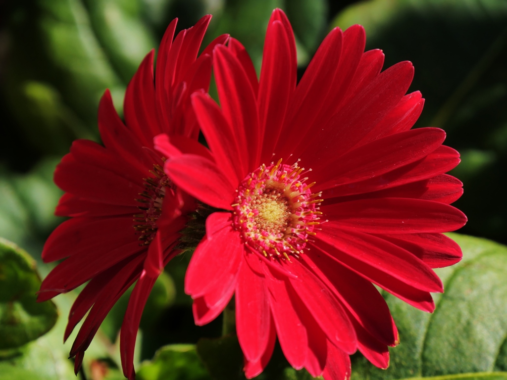 寒さに耐えて咲く花2