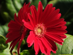 寒さに耐えて咲く花2