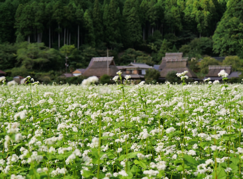 美山かやぶきの里2