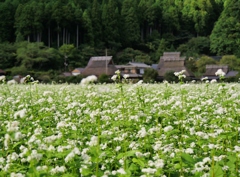 美山かやぶきの里2
