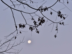 冬の月1