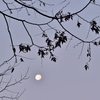 冬の月1