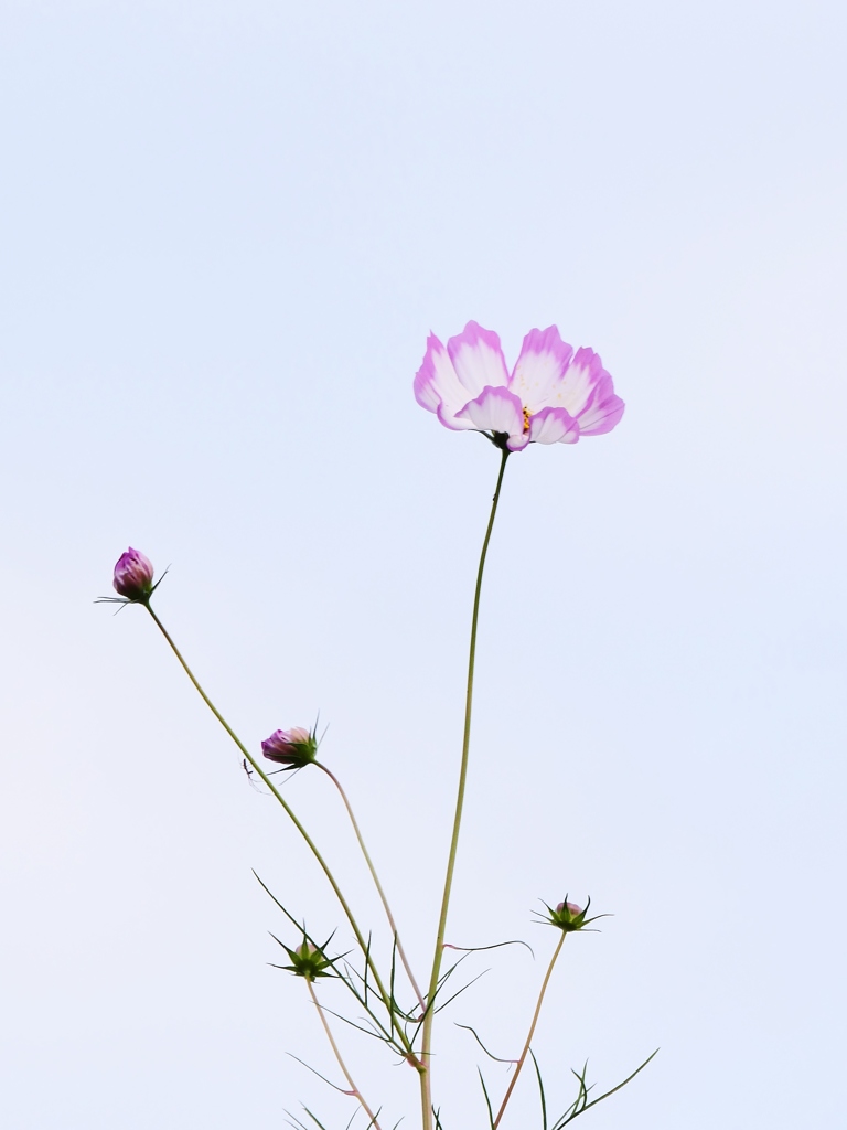 秋桜の空 2