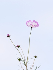 秋桜の空 2