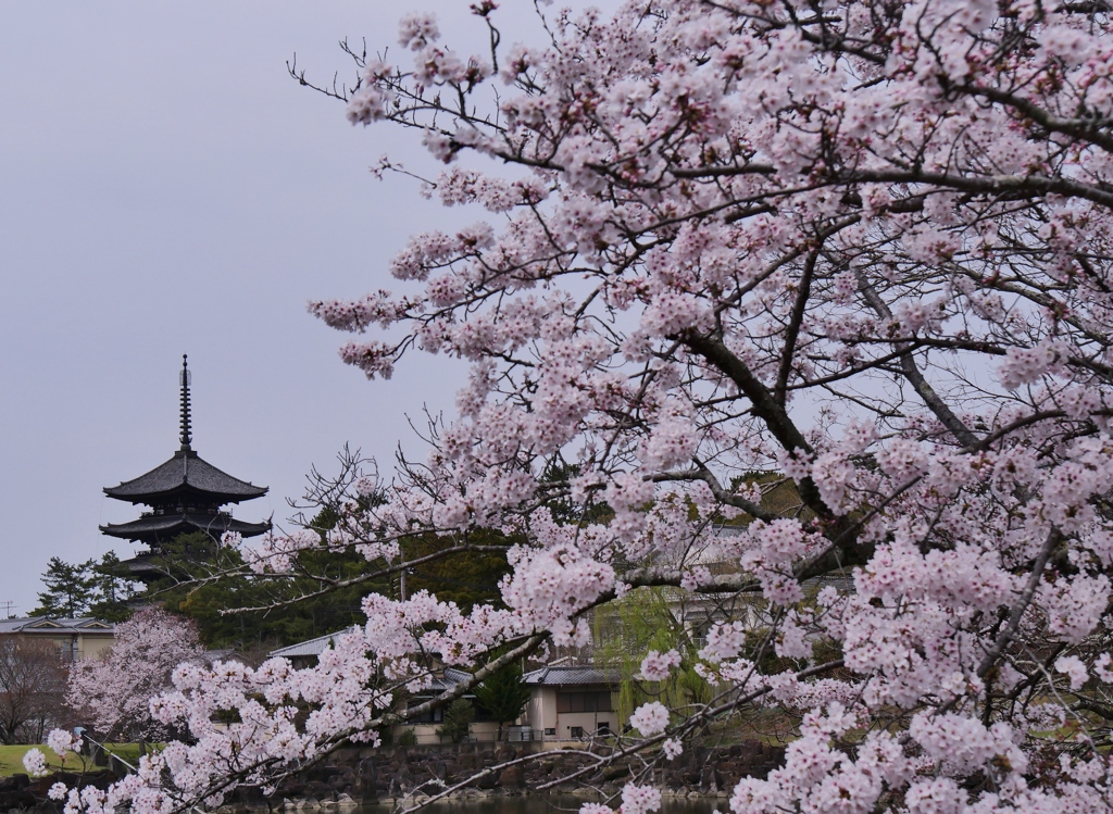 古都奈良・五重塔と桜 1