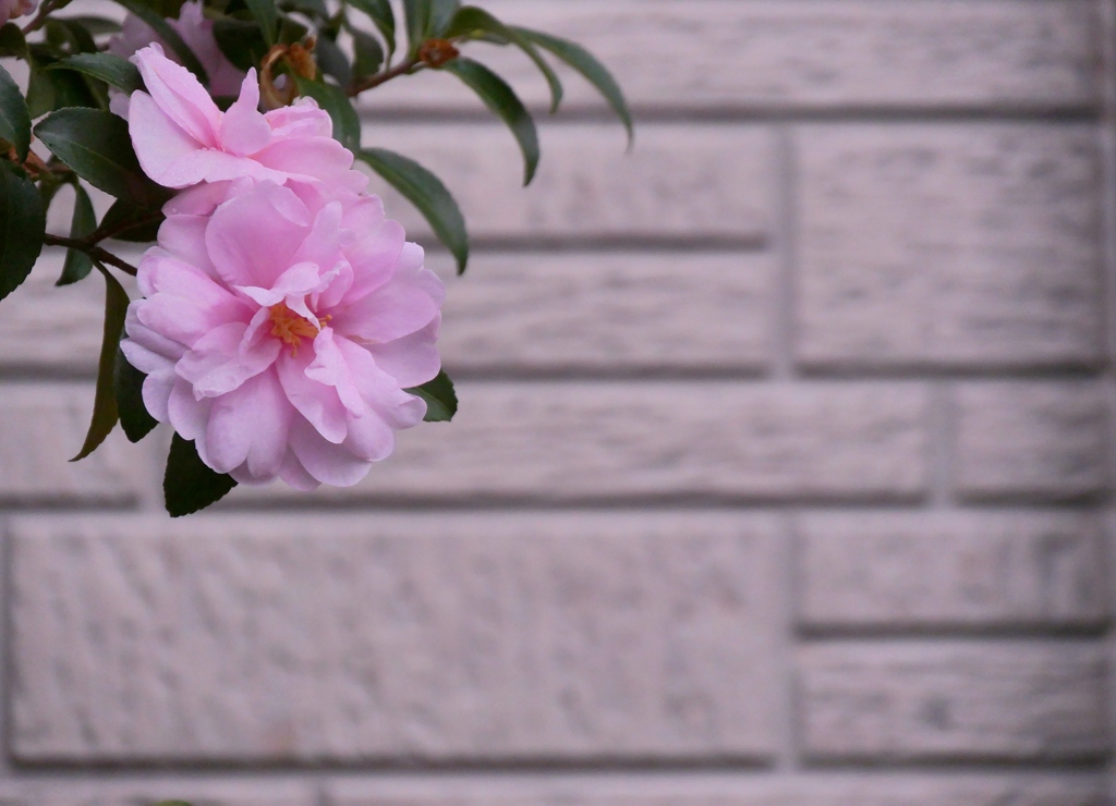 山茶花 1