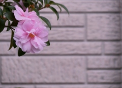 山茶花 1