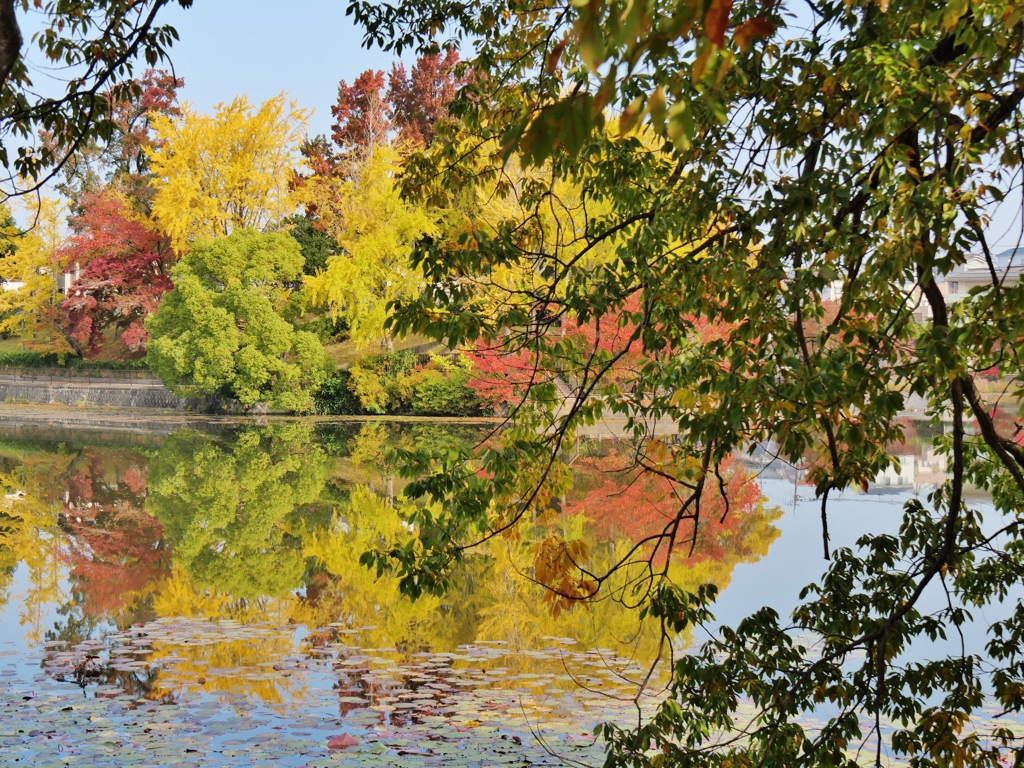 遊園地跡の紅葉9