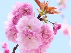 八重に咲く桜・・。