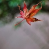 蜘蛛の悪戯・・。2