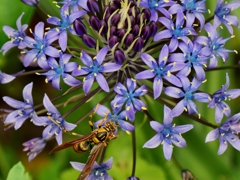 花と蜂