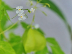 咲く