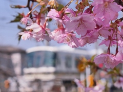 桜と電車と・・。