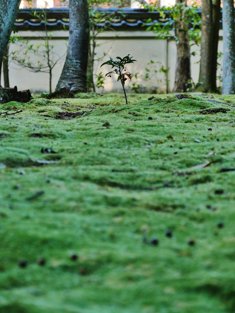 苔の庭 1