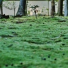 苔の庭 1