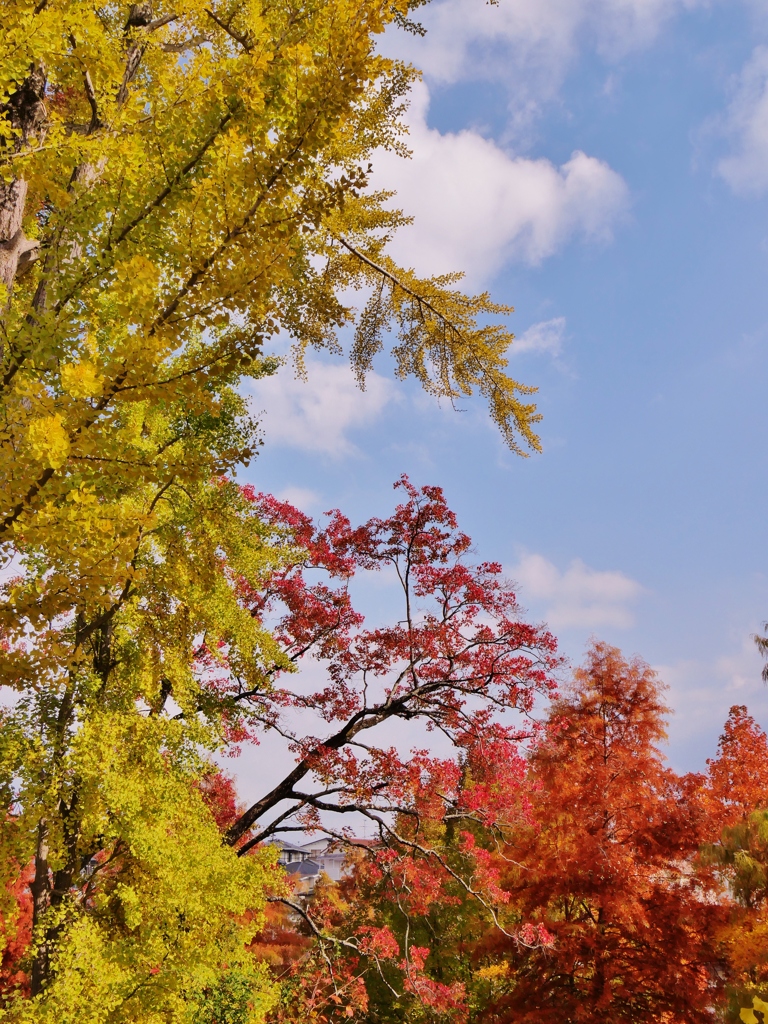 遊園地跡の紅葉8