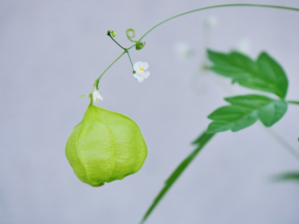 小さな花と可愛い風船・・。