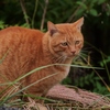 近所の猫ちゃん 1