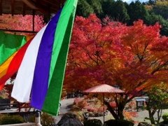 丹波篠山・高蔵寺の紅葉 1