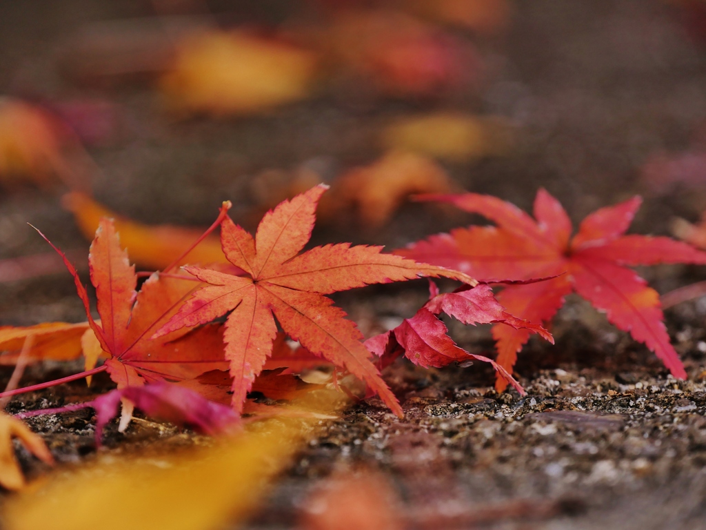 落葉・・。4