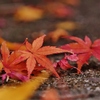 落葉・・。4