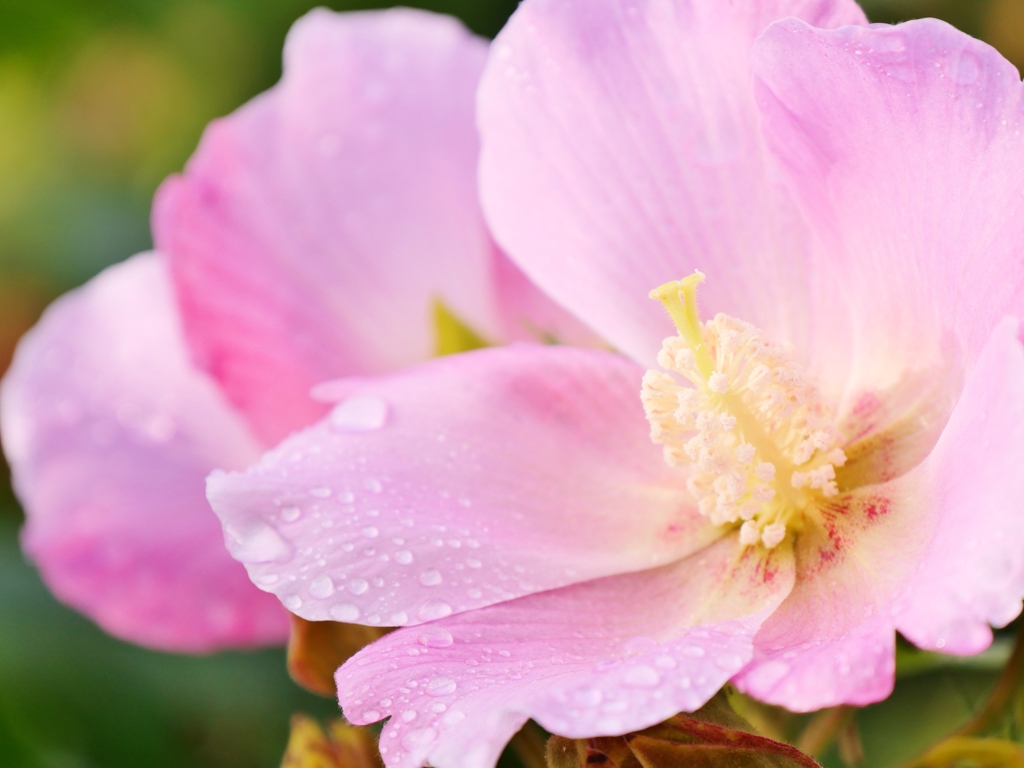 雨後の芙蓉