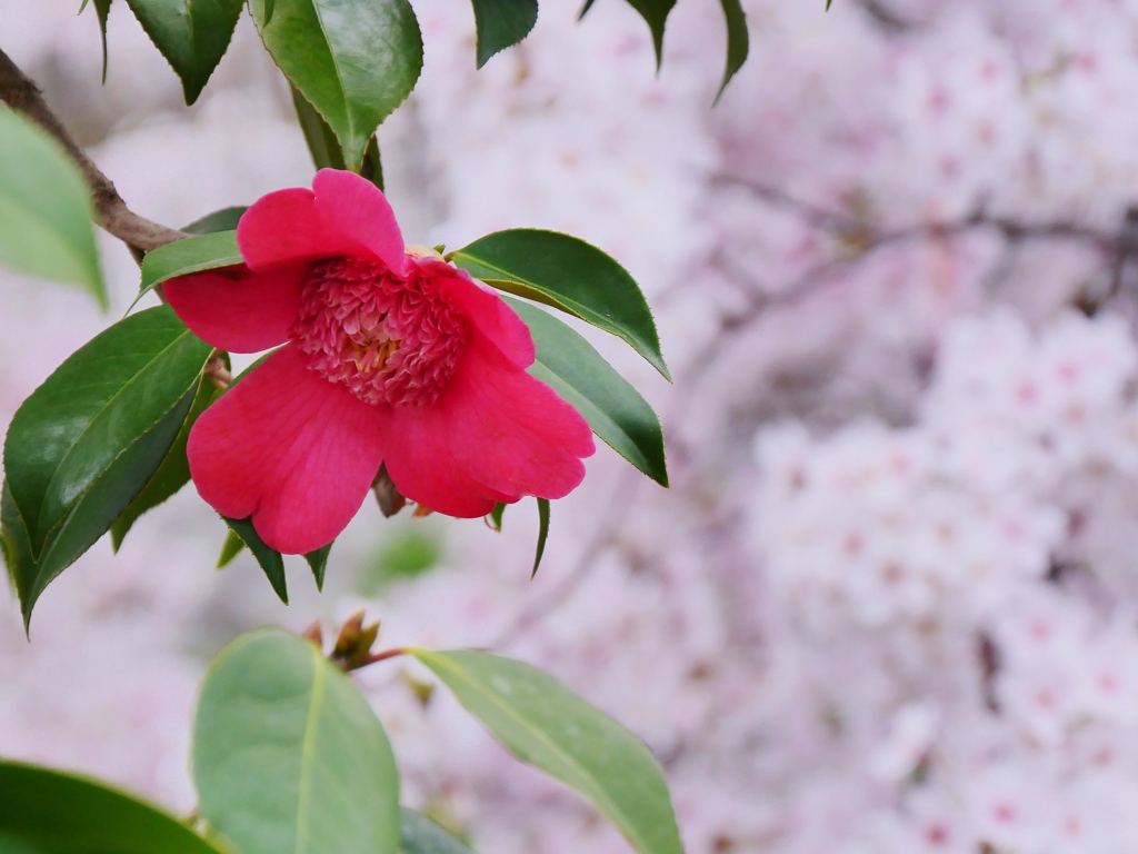 椿と桜