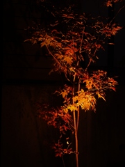 夜 1