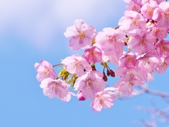 河津桜満開・・。2