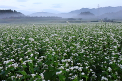 高原の朝