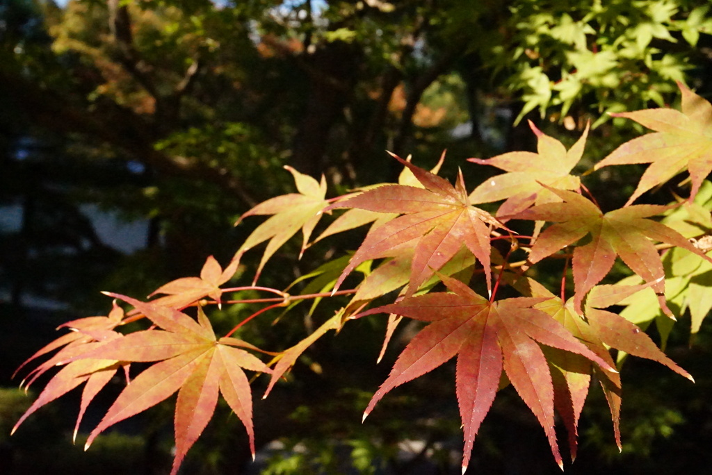 色づく紅葉