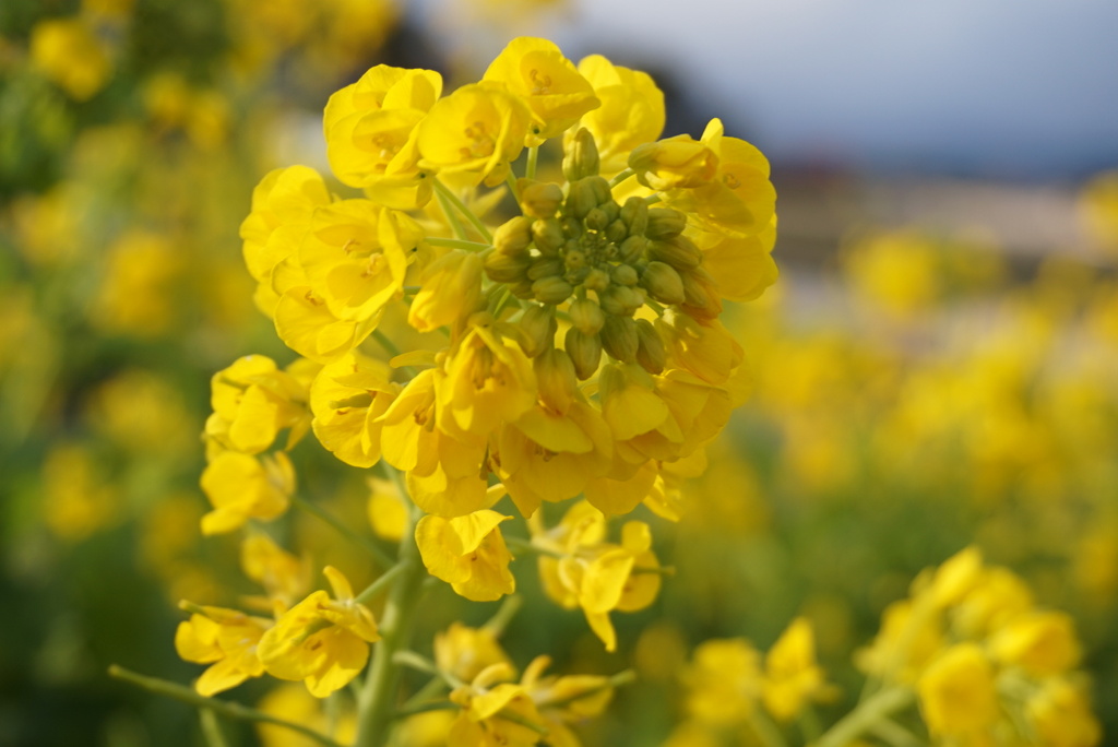 春を感じる菜の花