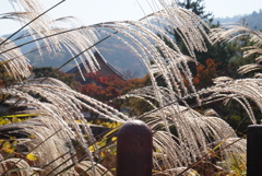 嵐山　紅葉③