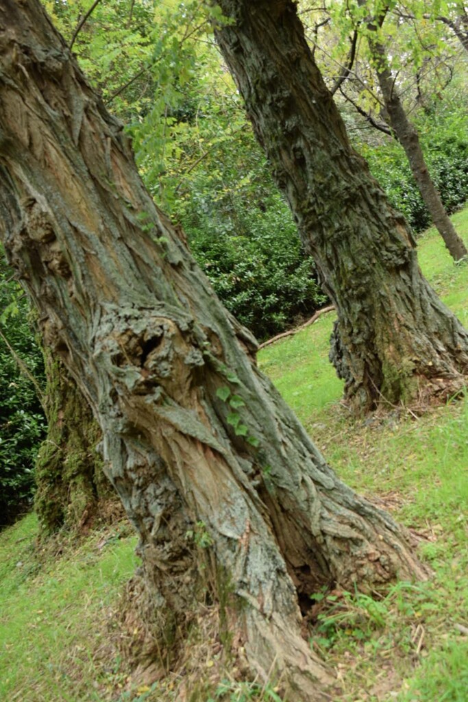 樹木