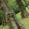樹木